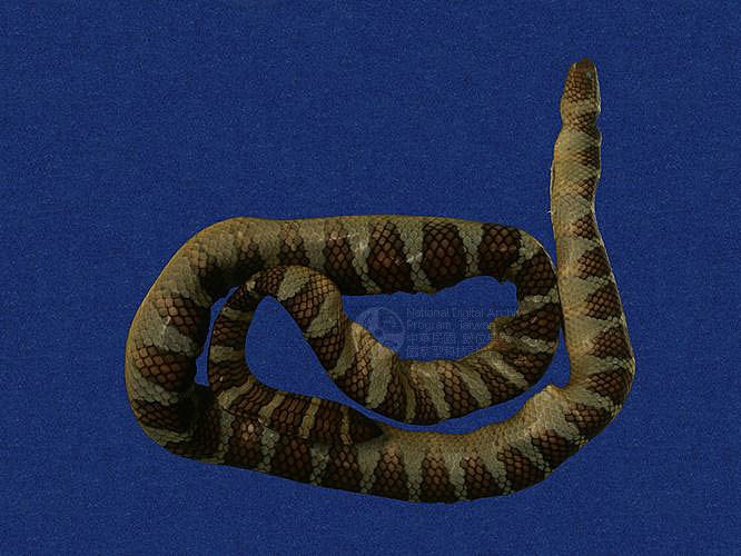 ƦƪaCD ]TMRS-0470^<br>^W١GWide-striped sea krait<br>ԤBǦWGLaticauda semifasciata<br>LOWGbDBCD<br>L^OWGCormor sea snake