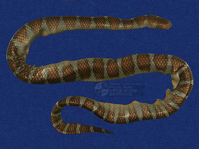 ƦƪaCD ]TMRS-0471^<br>^W١GWide-striped sea krait<br>ԤBǦWGLaticauda semifasciata<br>LOWGbDBCD<br>L^OWGCormor sea snake