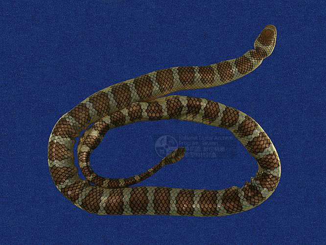 ƦƪaCD ]TMRS-0472^<br>^W١GWide-striped sea krait<br>ԤBǦWGLaticauda semifasciata<br>LOWGbDBCD<br>L^OWGCormor sea snake