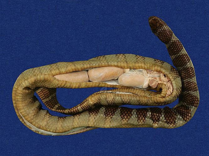 ƦƪaCD ]TMRS-0475^<br>^W١GWide-striped sea krait<br>ԤBǦWGLaticauda semifasciata<br>LOWGbDBCD<br>L^OWGCormor sea snake