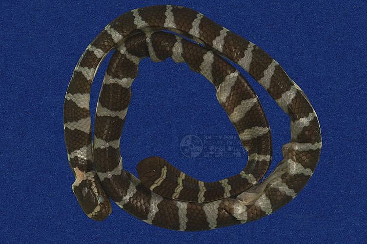ƦƪaCD ]TMRS-0478^<br>^W١GWide-striped sea krait<br>ԤBǦWGLaticauda semifasciata<br>LOWGbDBCD<br>L^OWGCormor sea snake