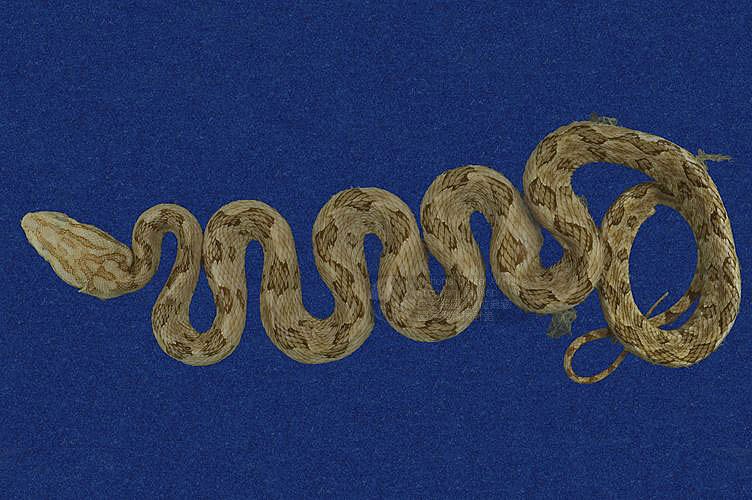 Ʀƪtߪ ]TMRS-0494^<br>^W١GTurtle-designed Snake<br>ԤBǦWGTrimeresurus mucrosquamatus<br>LOWGOKYBD<br>L^OWGPointed-scaled pitviper, Taiwan 
