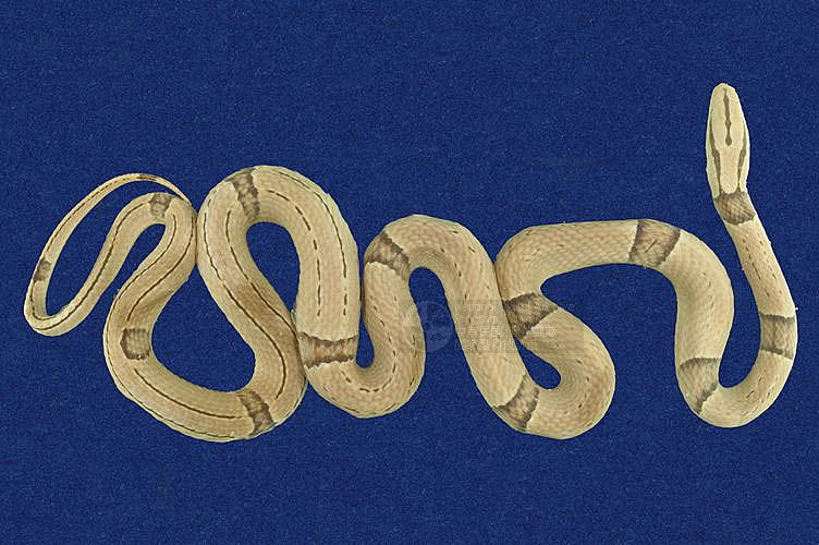 Ʀƪ˳D ]TMRS-0524^<br>^W١GBlack-banded rat snake<br>ԤBǦWGElaphe poryphyracea<br>LOWGAD<br>L^OWGRed bamboo snake, Red bamboo rat snake