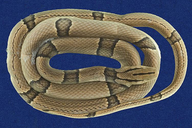 Ʀƪ˳D ]TMRS-0534^<br>^W١GBlack-banded rat snake<br>ԤBǦWGElaphe poryphyracea<br>LOWGAD<br>L^OWGRed bamboo snake, Red bamboo rat snake