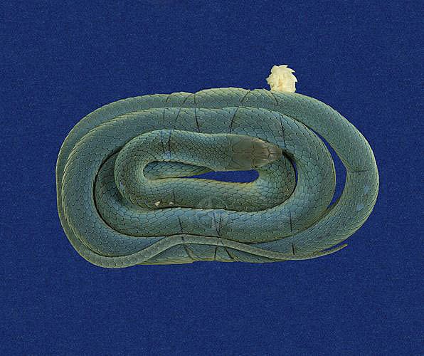 ƦƪCD ]TMRS-0535^<br>^W١GTaiwan Green Snake<br>ԤBǦWGCyclophiops major<br>LOWG()CD<br>L^OWGSmooth Green Snake, Green Vine Snake