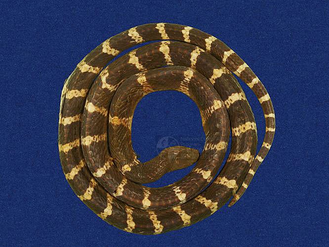 ƦƪBʸ` ]TMRS-0559^<br>^W١GTaiwan Banded Krait<br>ԤBǦWGBungarus multicinctus<br>LOWGxWJpSBʸ`DBո`DBðߥҡByD<br>L^OWGUmbrella snake