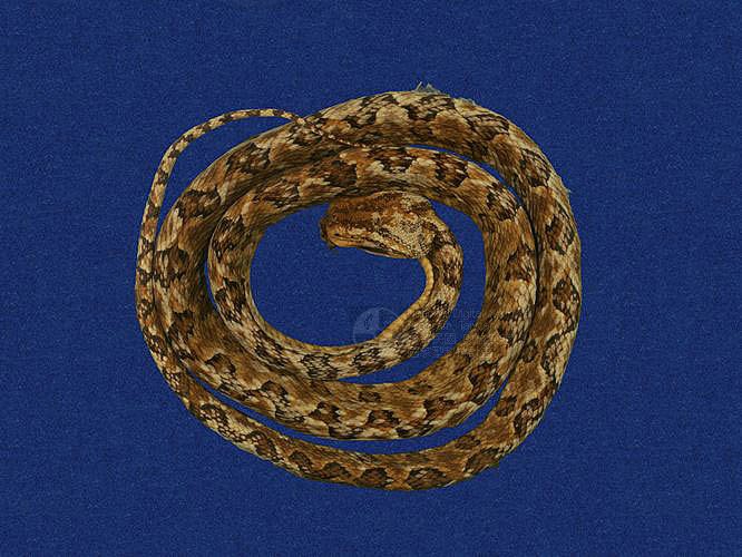 Ʀƪtߪ ]TMRS-0561^<br>^W١GTurtle-designed Snake<br>ԤBǦWGTrimeresurus mucrosquamatus<br>LOWGOKYBD<br>L^OWGPointed-scaled pitviper, Taiwan 