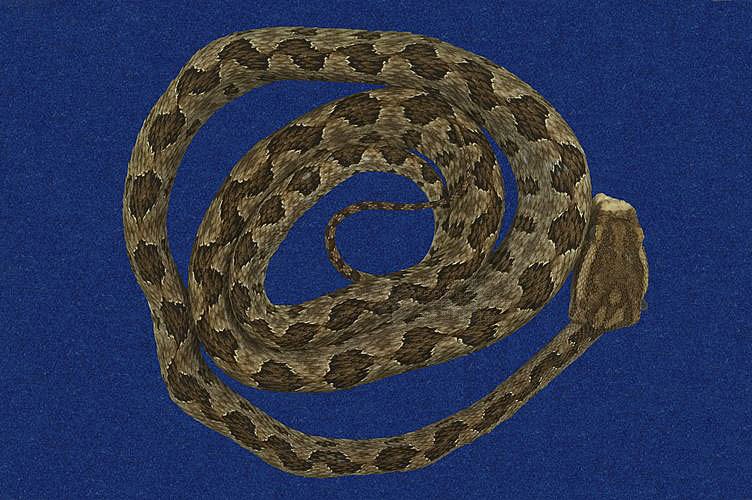 Ʀƪtߪ ]TMRS-0570^<br>^W١GTurtle-designed Snake<br>ԤBǦWGTrimeresurus mucrosquamatus<br>LOWGOKYBD<br>L^OWGPointed-scaled pitviper, Taiwan 