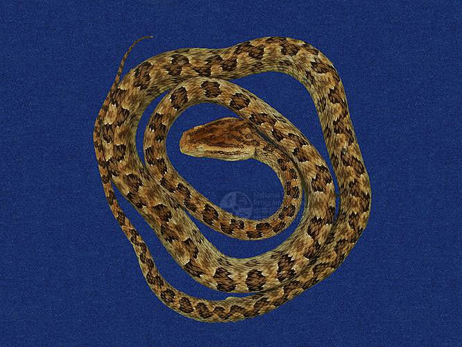Ʀƪtߪ ]TMRS-0571^<br>^W١GTurtle-designed Snake<br>ԤBǦWGTrimeresurus mucrosquamatus<br>LOWGOKYBD<br>L^OWGPointed-scaled pitviper, Taiwan 