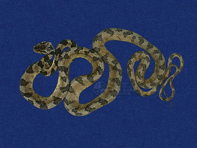 ƦƪjYD ]TMRS-0576^<br>^W١GSquare-headed cat snake<br>ԤBǦWGBoiga kraepelini<br>LOWGxWYDBLD<br>L^OWGTaiwan Tree Snake, Big-Head Snake, Taiwan Square-Head Snake