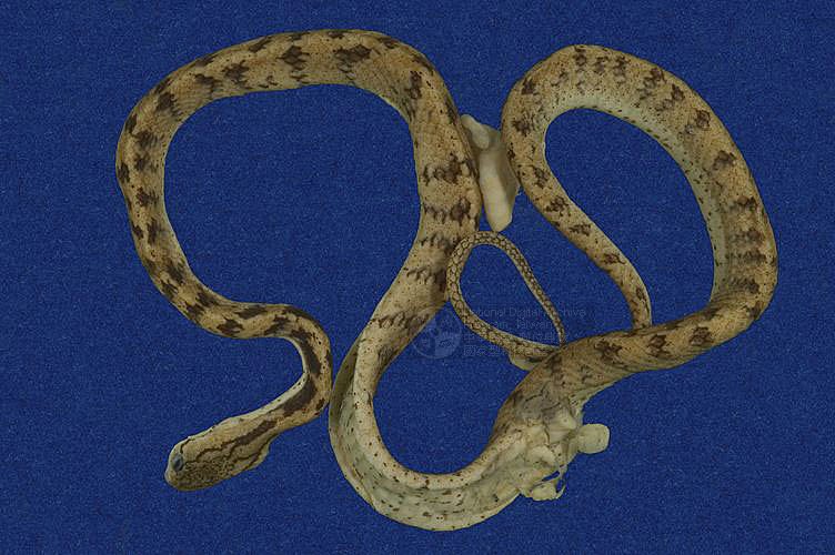 ƦƪOWwYD ]TMRS-0577^<br>^W١GTaiwan chunk-head snake<br>ԤBǦWGPareas formosensis<br>LOWGᰪD<br>L^OWGTaiwan slug snake, Ridged snake