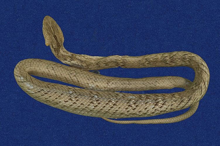 ƦƪD ]TMRS-0583^<br>^W١GTaiwan Leopard Snake<br>ԤBǦWGPsammodynastes pulverulentus<br>LOWGxW\DBQfڡB縳D<br>L^OWGMock Viper