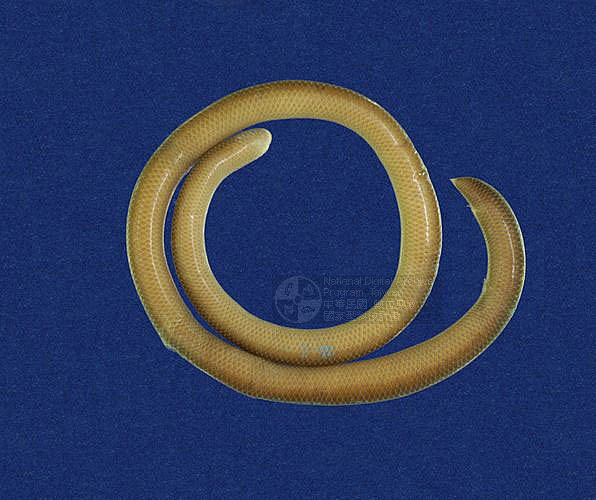 Ʀƪ󪼳D ]TMRS-0594^<br>^W١GBlind Snakes<br>ԤBǦWGRamphotyphlops braminus<br>LOWGpBLCD