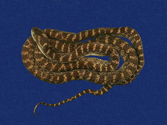 ƦƪD ]TMRS-0608^<br>^W١GRed-banded snake<br>ԤBǦWGDinodon rufozonatum<br>LOWGDBҳDBҡBbðߡB