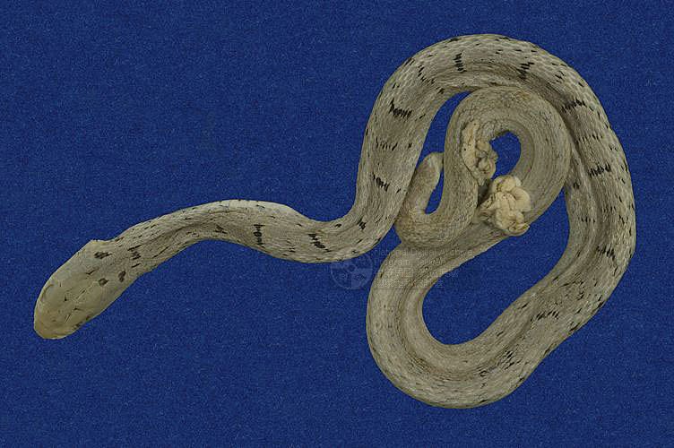 ƦƪC ]TMRS-0616^<br>^W١GTaiwan stink snake<br>ԤBǦWGElaphe carinata<br>LOWGADBCBBWADBP<br>L^OWGStink rat snake, Stinking green snake