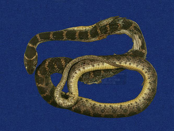 ƦƪD ]TMRS-0617^<br>^W١GRed-banded snake<br>ԤBǦWGDinodon rufozonatum<br>LOWGDBҳDBҡBbðߡB