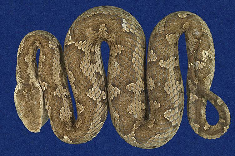 Ʀƪtߪ ]TMRS-0621^<br>^W١GTaiwan mountain pitviper<br>ԤBǦWGTrimeresurus gracilis<br>LOWGxWOKY<br>L^OWGKikuchi's turtle-designed snake