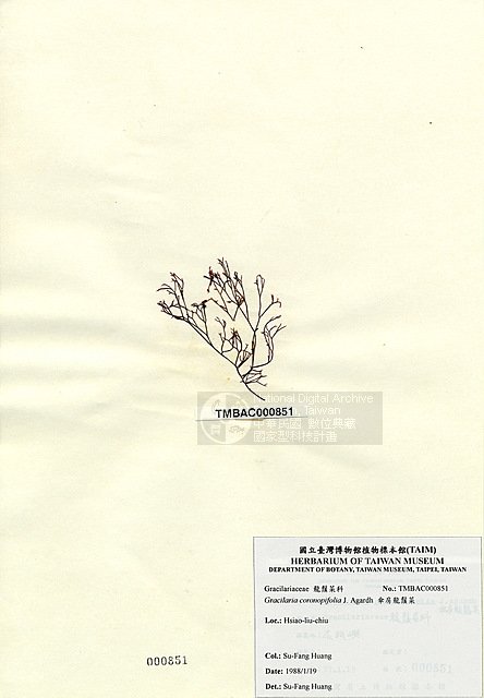 ƦƪʩsŽ ]TAIM-A000851^<br>ǦWGGracilaria coronopifolia J. Agardh