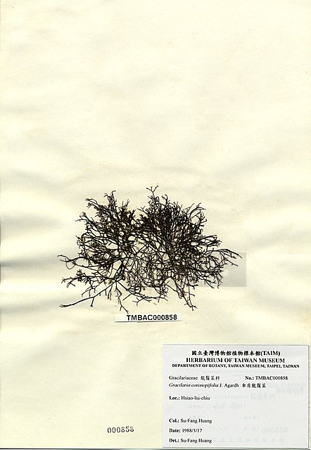 ƦƪʩsŽ ]TAIM-A000858^<br>ǦWGGracilaria coronopifolia J. Agardh