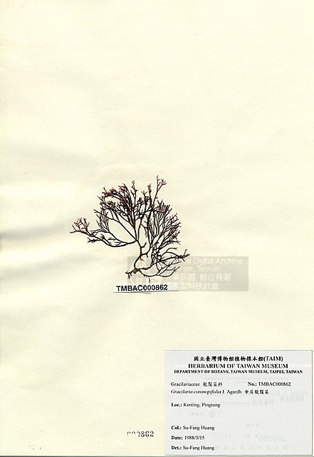 ƦƪʩsŽ ]TAIM-A000862^<br>ǦWGGracilaria coronopifolia J. Agardh
