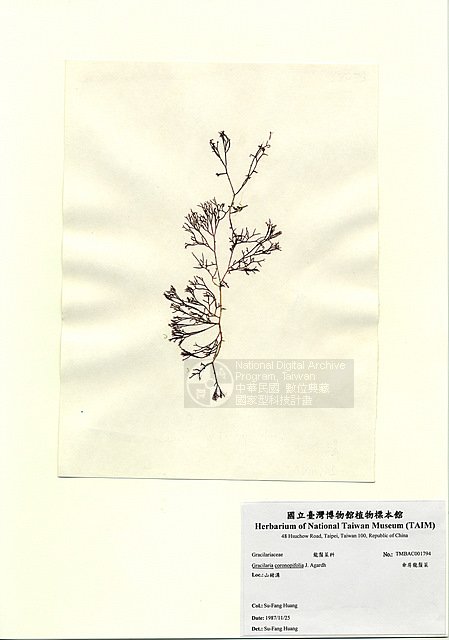 ƦƪʩsŽ ]TAIM-A001794^<br>ǦWGGracilaria coronopifolia J. Agardh