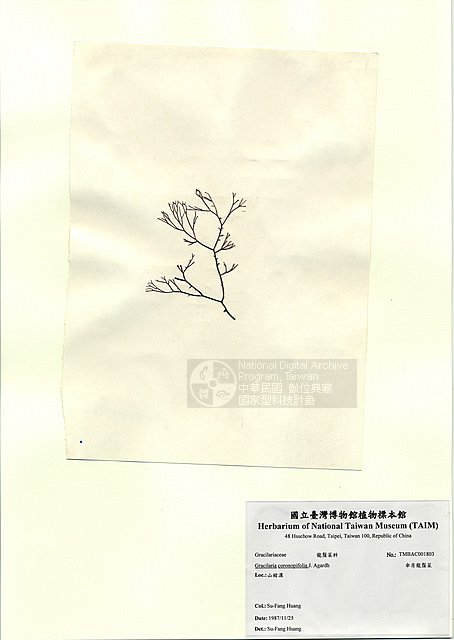 ƦƪʩsŽ ]TAIM-A001803^<br>ǦWGGracilaria coronopifolia J. Agardh