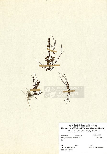 ƦƪpGP ]TAIM-H001347^<br>ǦWGHaloragis micrantha (Thunb.) R. Brown