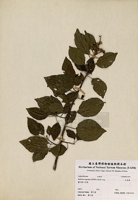 Ʀƪ󦪭 ]TAIM-H001545^<br>ǦWGMallotus repandus (Willd.) Muell.-Arg.