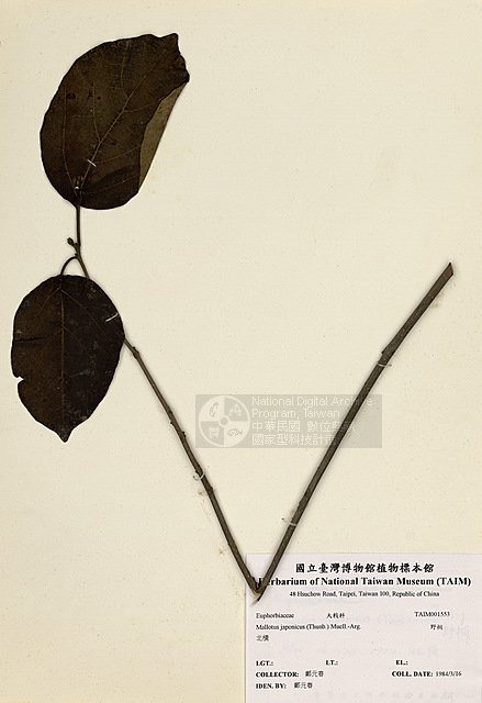 Ʀƪ󳥮 ]TAIM-H001553^<br>ǦWGMallotus japonicus (Thunb.) Muell.-Arg.