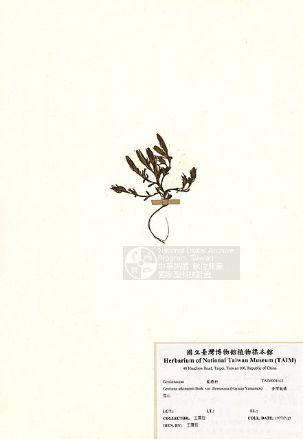 ƦƪOWsx ]TAIM-H001662^<br>ǦWGGentiana atkinsonii Burk. var. formosana (Hayata) Yamamoto