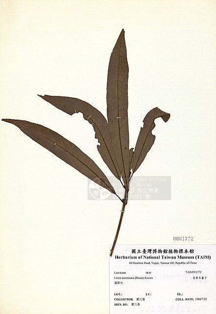Ʀƪl ]TAIM-H001772^<br>ǦWGLitsea acuminata (Blume) Kurata