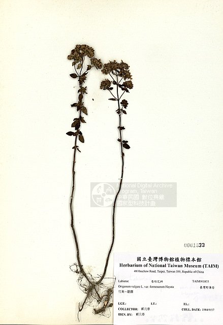 ƦƪOW ]TAIM-H001833^<br>ǦWGOriganum vulgare L. var. formosanum Hayata