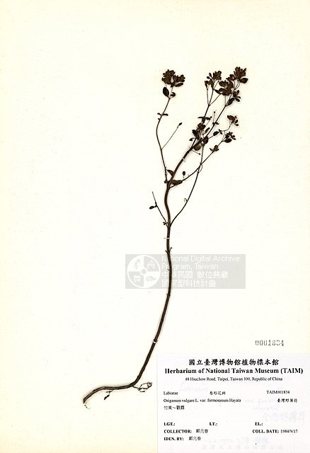 ƦƪOW ]TAIM-H001834^<br>ǦWGOriganum vulgare L. var. formosanum Hayata