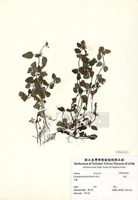 Ʀƪ ]TAIM-H001856^<br>ǦWGClinopodium gracile (Benth.) Kuntze