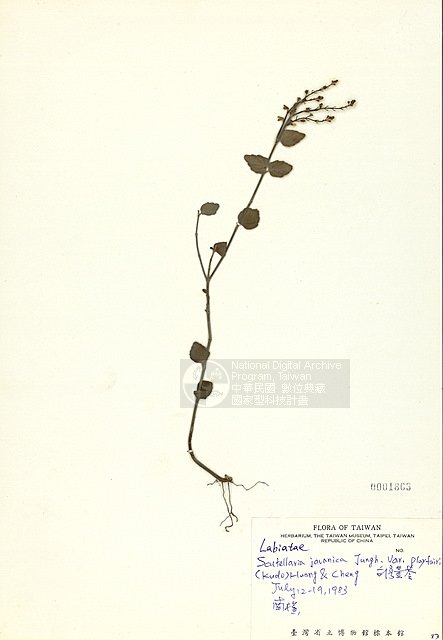 ƦƪOWd ]TAIM-H001863^<br>ǦWGScutellaria javanica Jungh. var. playfairi (Kudo) Huang & Cheng