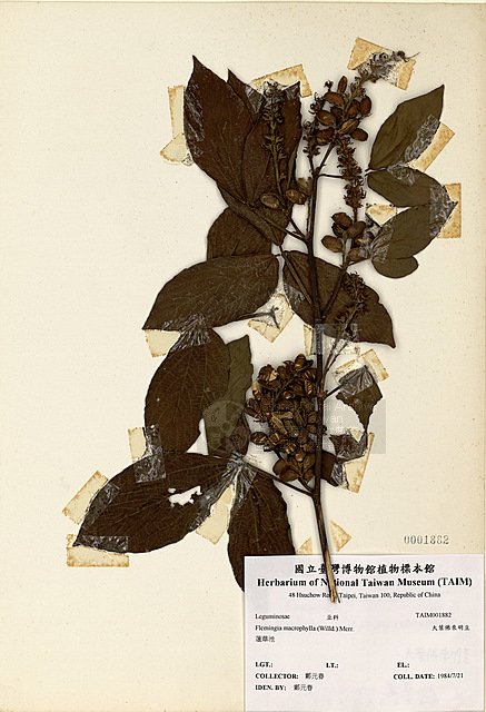 Ʀƪjө ]TAIM-H001882^<br>ǦWGFlemingia macrophylla (Willd.) O. Ktze. ex Prain