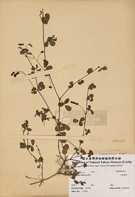 ƦƪTI ]TAIM-H001944^<br>ǦWGDesmodium triflorum (L.) DC.