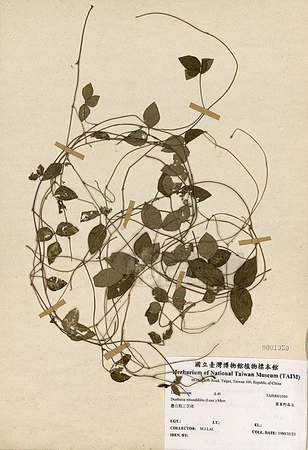 Ʀƪ긭 ]TAIM-H001950^<br>ǦWGDunbaria rotundifolia (Lour.) Merr.