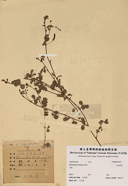 ƦƪTI ]TAIM-H001957^<br>ǦWGDesmodium triflorum (L.) DC.