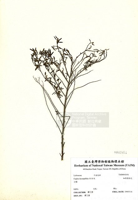 ƦƪӸX ]TAIM-H002051^<br>ǦWGCuphea hyssopifolia  H. B. K.