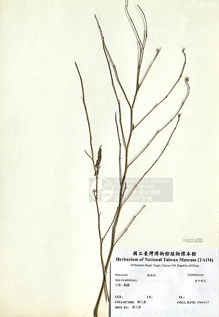 ƦƪȮɪ ]TAIM-H002056^<br>ǦWGSida rhombifolia L.