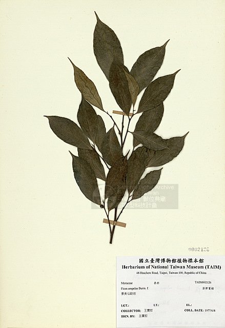 Ʀƪ߻_ ]TAIM-H002126^<br>ǦWGFicus ampelas Burm. f.