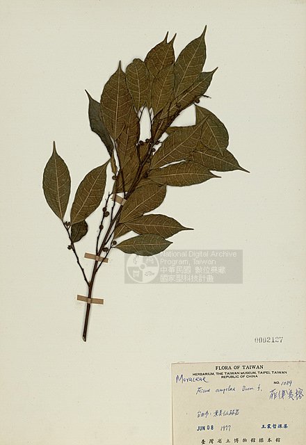 Ʀƪ߻_ ]TAIM-H002127^<br>ǦWGFicus ampelas Burm. f.