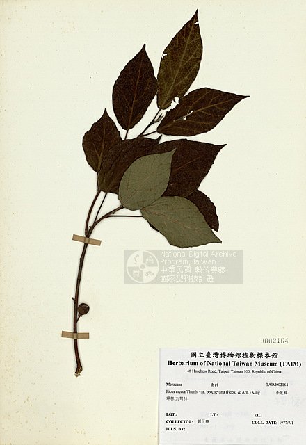 Ʀƪź_ ]TAIM-H002164^<br>ǦWGFicus erecta Thunb. var. beecheyana (Hook. & Arn.) King