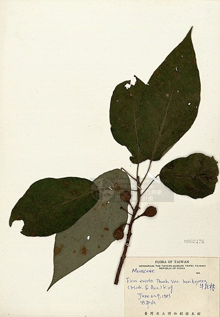 Ʀƪź_ ]TAIM-H002170^<br>ǦWGFicus erecta Thunb. var. beecheyana (Hook. & Arn.) King