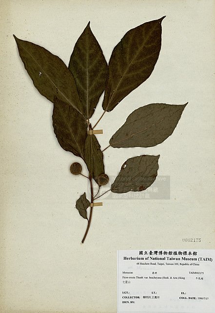 Ʀƪź_ ]TAIM-H002175^<br>ǦWGFicus erecta Thunb. var. beecheyana (Hook. & Arn.) King