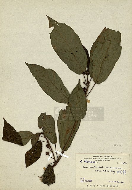 Ʀƪź_ ]TAIM-H002178^<br>ǦWGFicus erecta Thunb. var. beecheyana (Hook. & Arn.) King