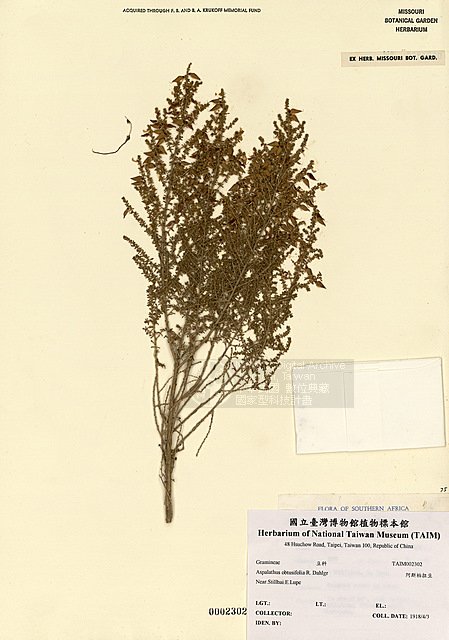 ƦƪAspalathus obtusifolia R.Dahlgren ]TAIM-H002302^<br>ǦWGAspalathus obtusifolia R.Dahlgren