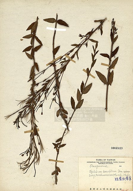 Ʀƪuh ]TAIM-H002319^<br>ǦWGEpilobium brevifolium Don subsp. trichoneurum (Hausskn.) Rav