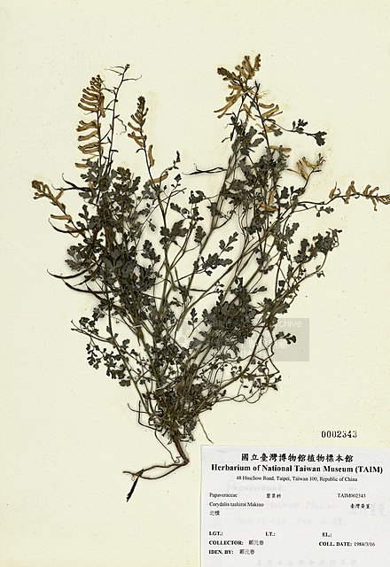 ƦƪOWj ]TAIM-H002343^<br>ǦWGCorydalis tashiroi Makino